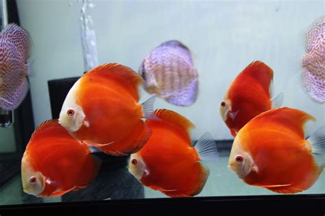 Discus.com – The word's largest selection of discus fish for sale.